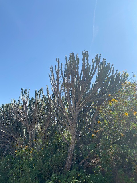 cactus